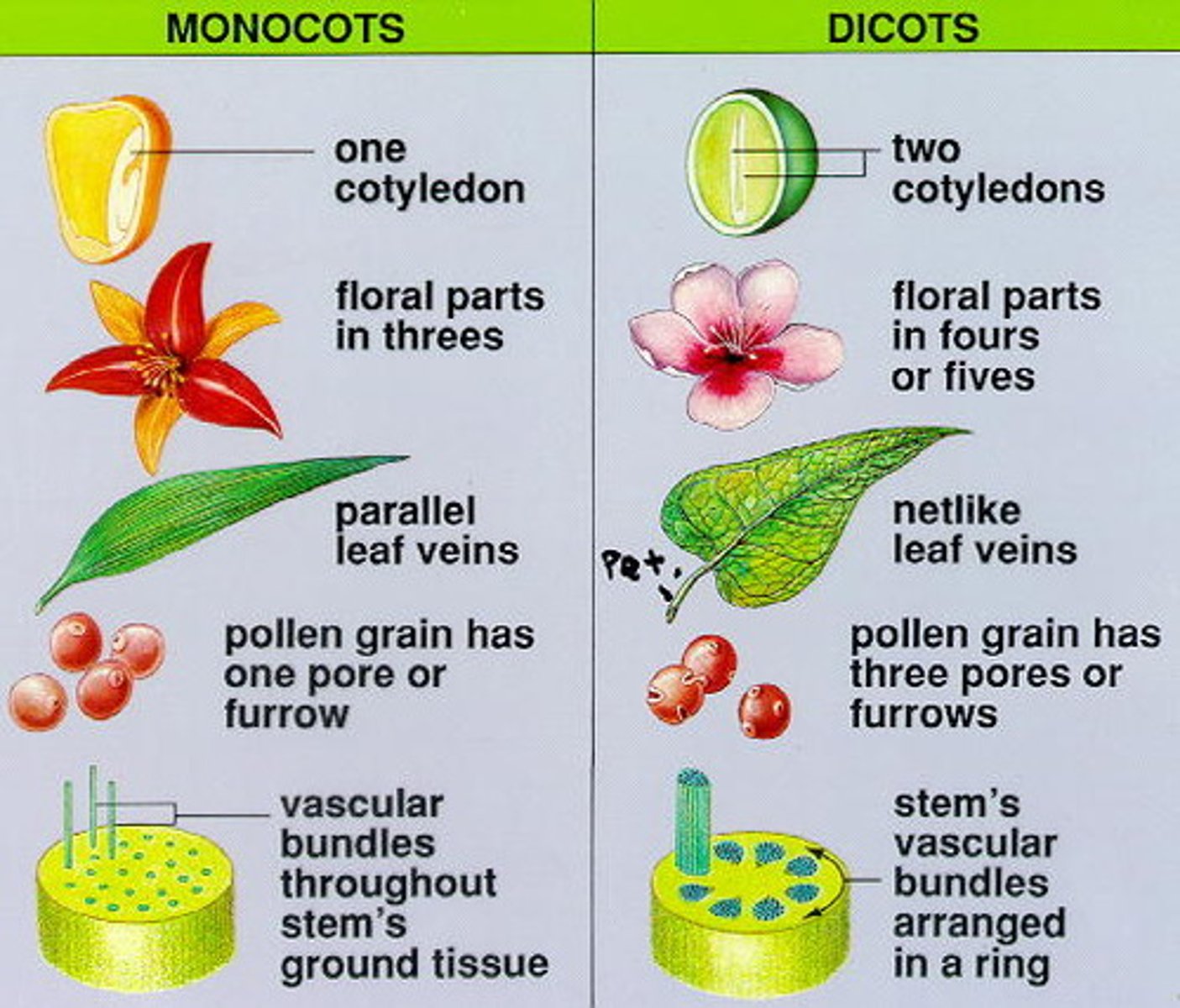 <p>- 1 cotyledon</p><p>- vascular bundles</p><p>- no secondary growth (wood)</p><p>- parallel veination</p><p>- 3-merous flowers (3/6/9/)</p>