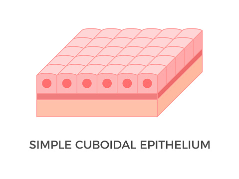 <p>Location and function of simple cuboidal epithelial cells</p>