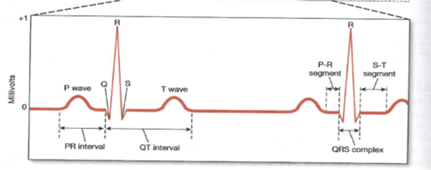 <p>ventricles contract</p>
