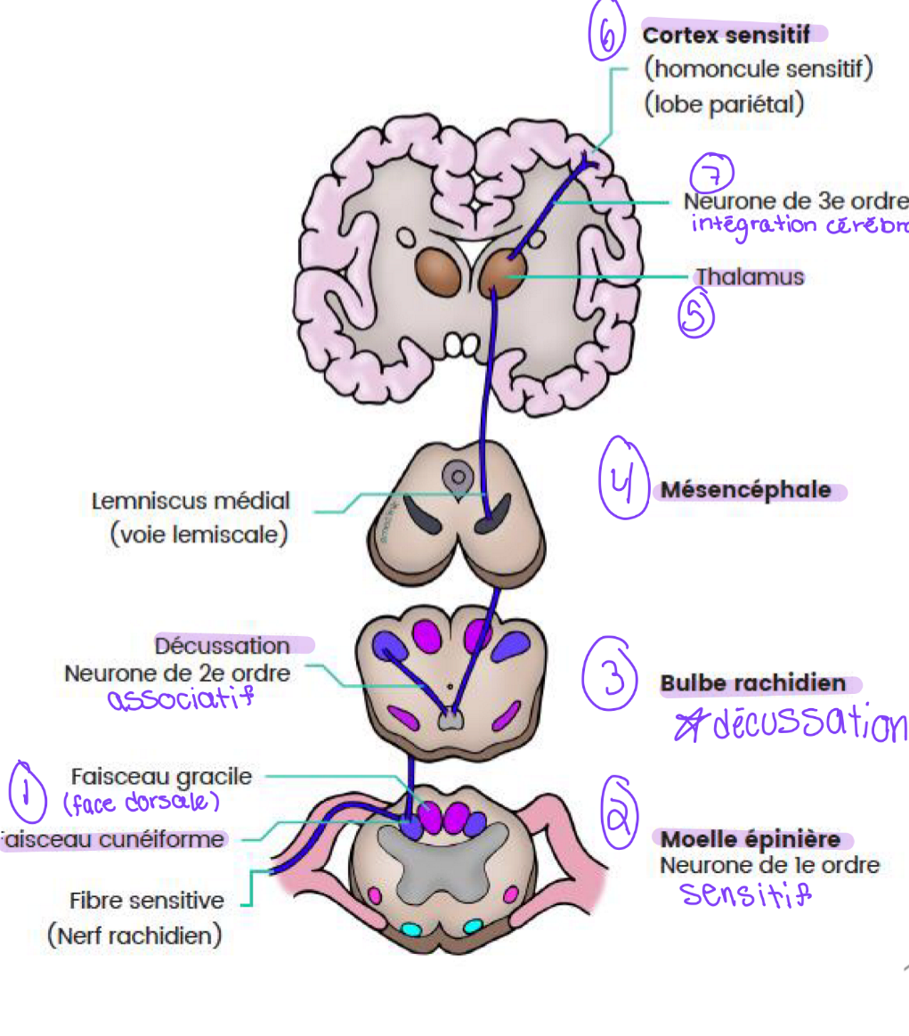 knowt flashcard image