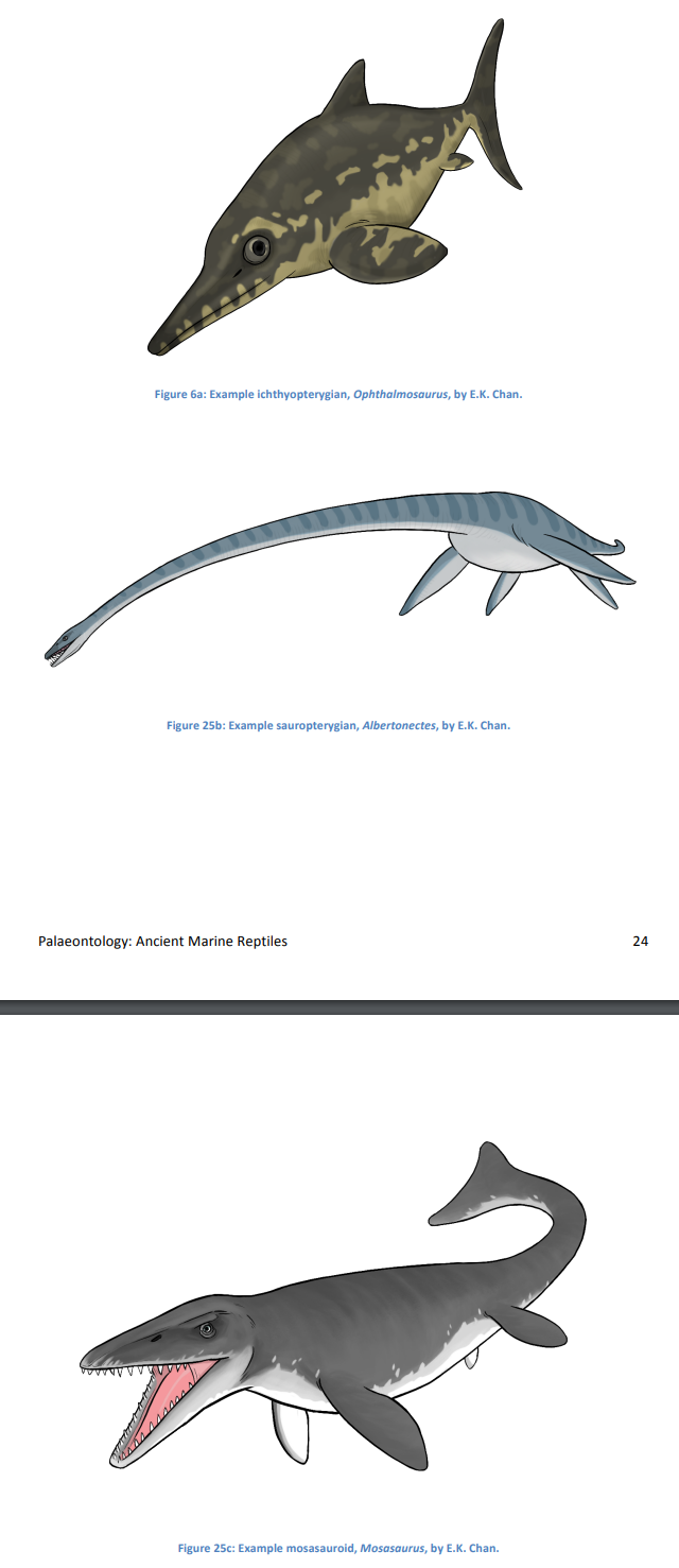 <p>ichthyopterygians, sauropterygians, and mosasauroids</p>