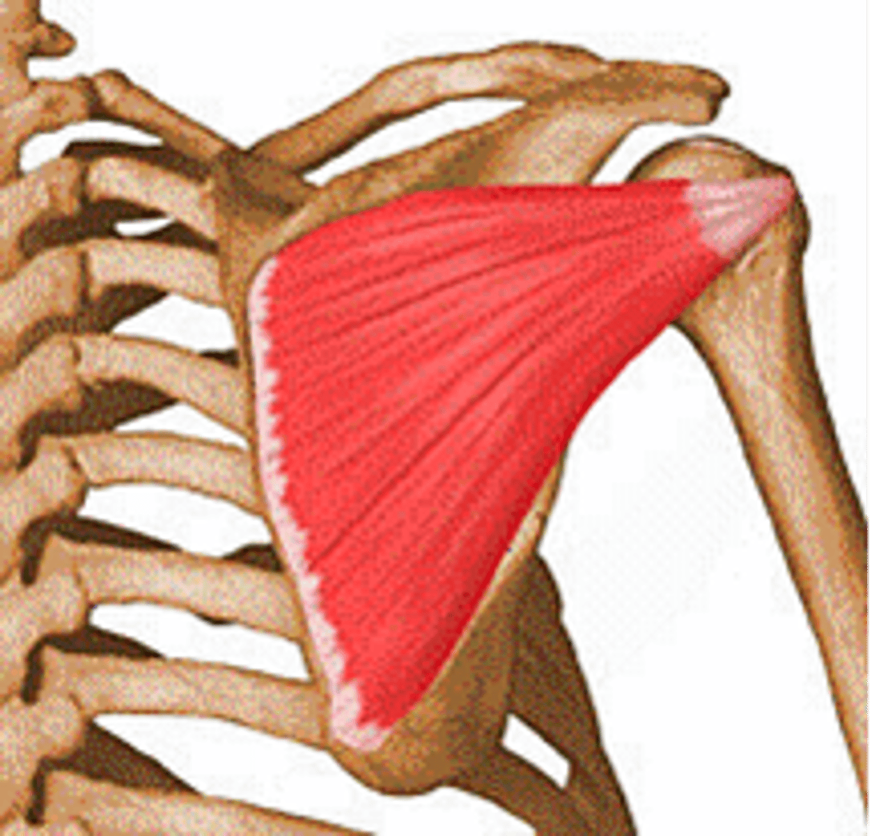 <p>Infraspinatus</p>