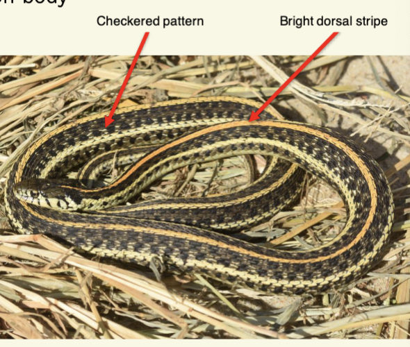 <p>Thamnophis radix - Plains Gartersnake</p>