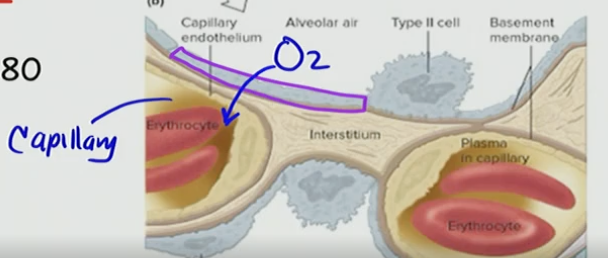 <p>D. Diffusional distance is short and surface area is large</p>