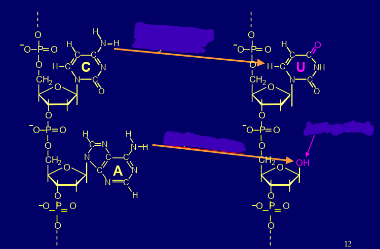 <p>what are these types of spontaneous DNA damage</p>