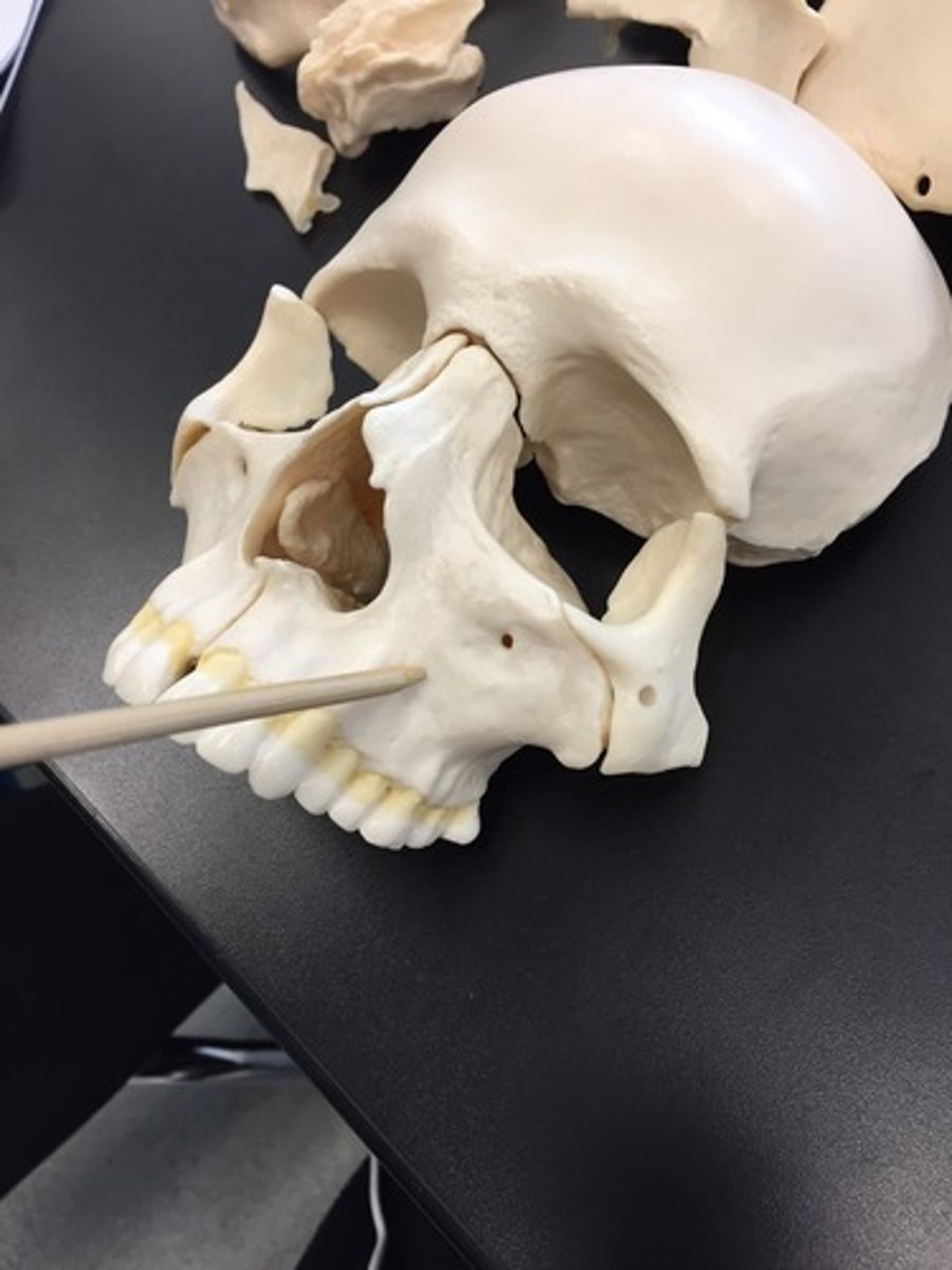 knowt flashcard image