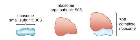 <p>70S Ribosomes</p>