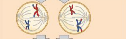 <p>prometaphase II</p>