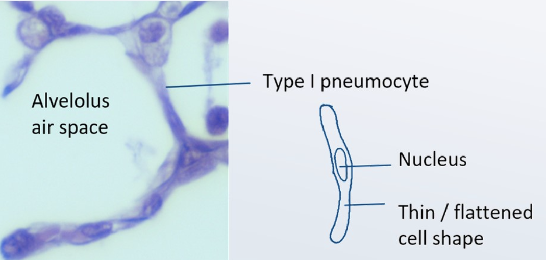 <p>extreme thinness to reduce distance for diffusion</p>
