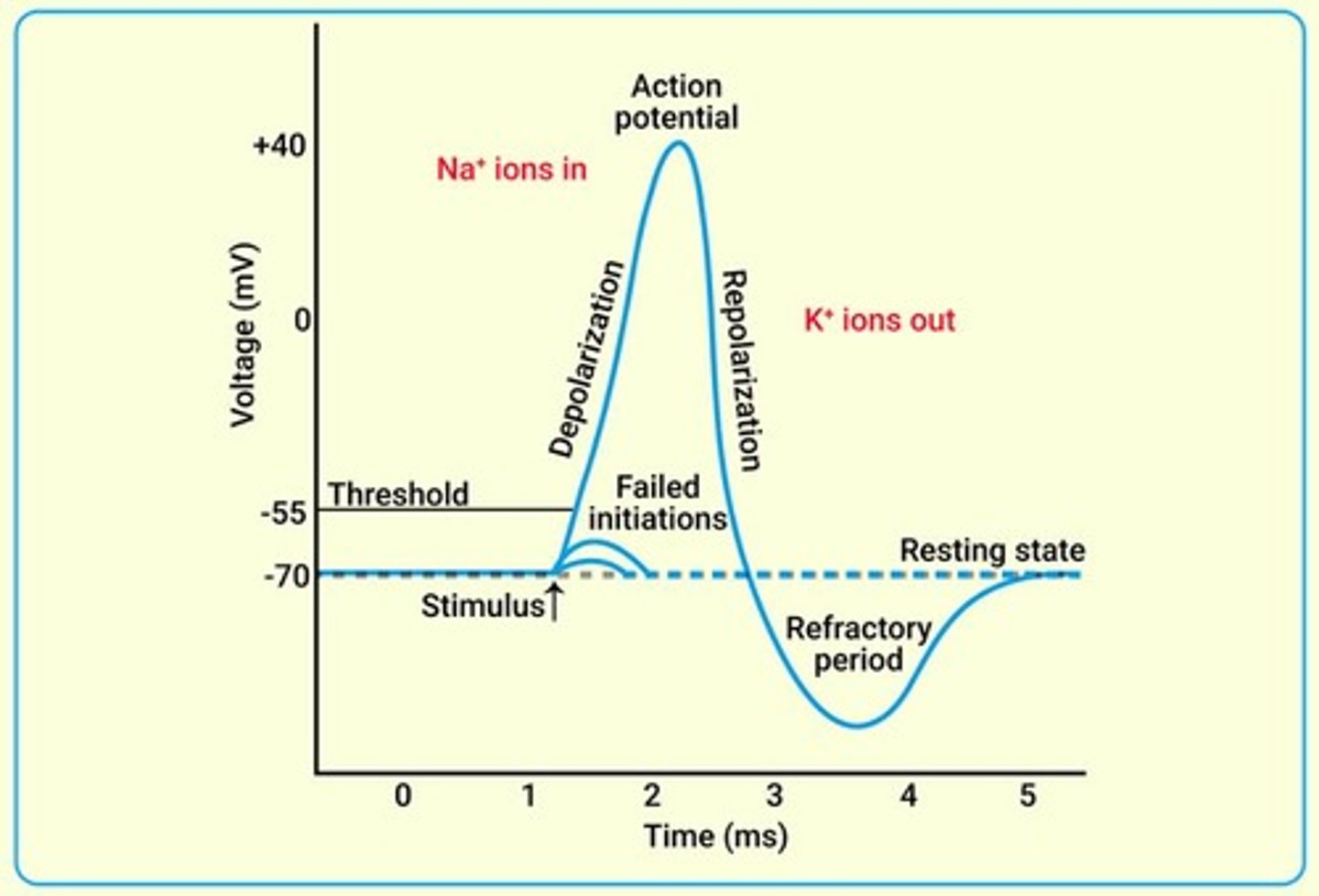 <p>An influx of ions causing an electrical fluctuation that travels along the surface of a neuron's plasma membrane.</p>