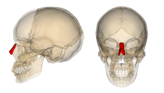 <p>Two bones on either side of the nose, of varying shape and size depending on genetics, irregularly shaped</p>