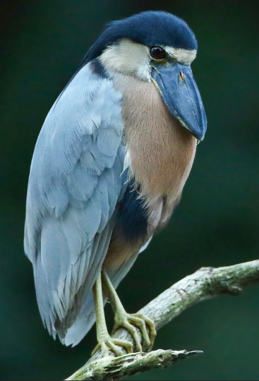 <p>What bird is this?</p>