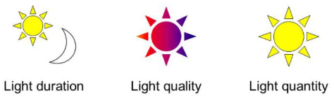<p>1. Light <strong>Quality</strong></p><p>2. Light <strong>Intensity</strong></p><p>3. Light <strong>Duration</strong></p>
