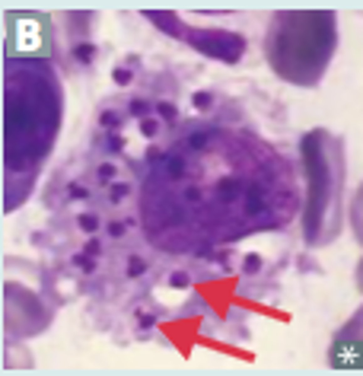 <p>small, cannot distinguish b/t Trypanosome amastigote</p>