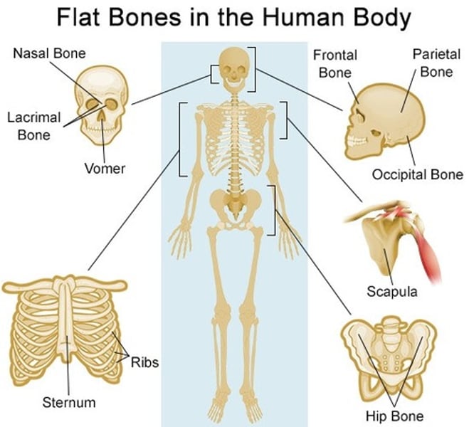 <p>sternum, ribs, scapulae, cranium</p>