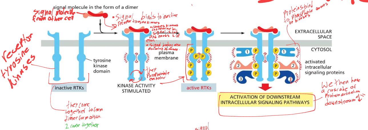 <p>the RTK’s are inactive. a signal binds to RTK’s causing them to dimerize (come together) </p><ul><li><p>signal also activates kinase, which makes RTK’s phosphorylate eachother, activating the receptors </p></li><li><p>proteins then bind to the phosphate groups on kinases, causing the cascade of signals downstream.</p></li></ul><p></p>