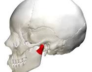 <p>Ends of the jaw </p>