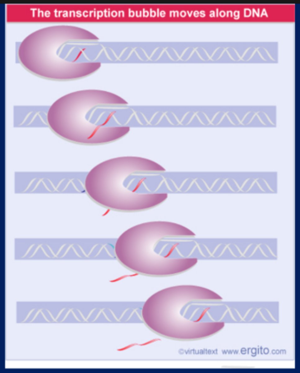 <p>As the transcription bubble progresses, the DNA duplex reforms behind it, displacing the RNA in the form of a single polynucleotide chain</p>