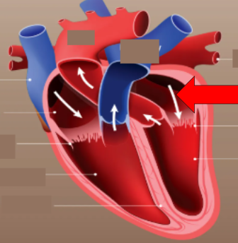 <p>receives oxygen poor blood from the lungs</p>