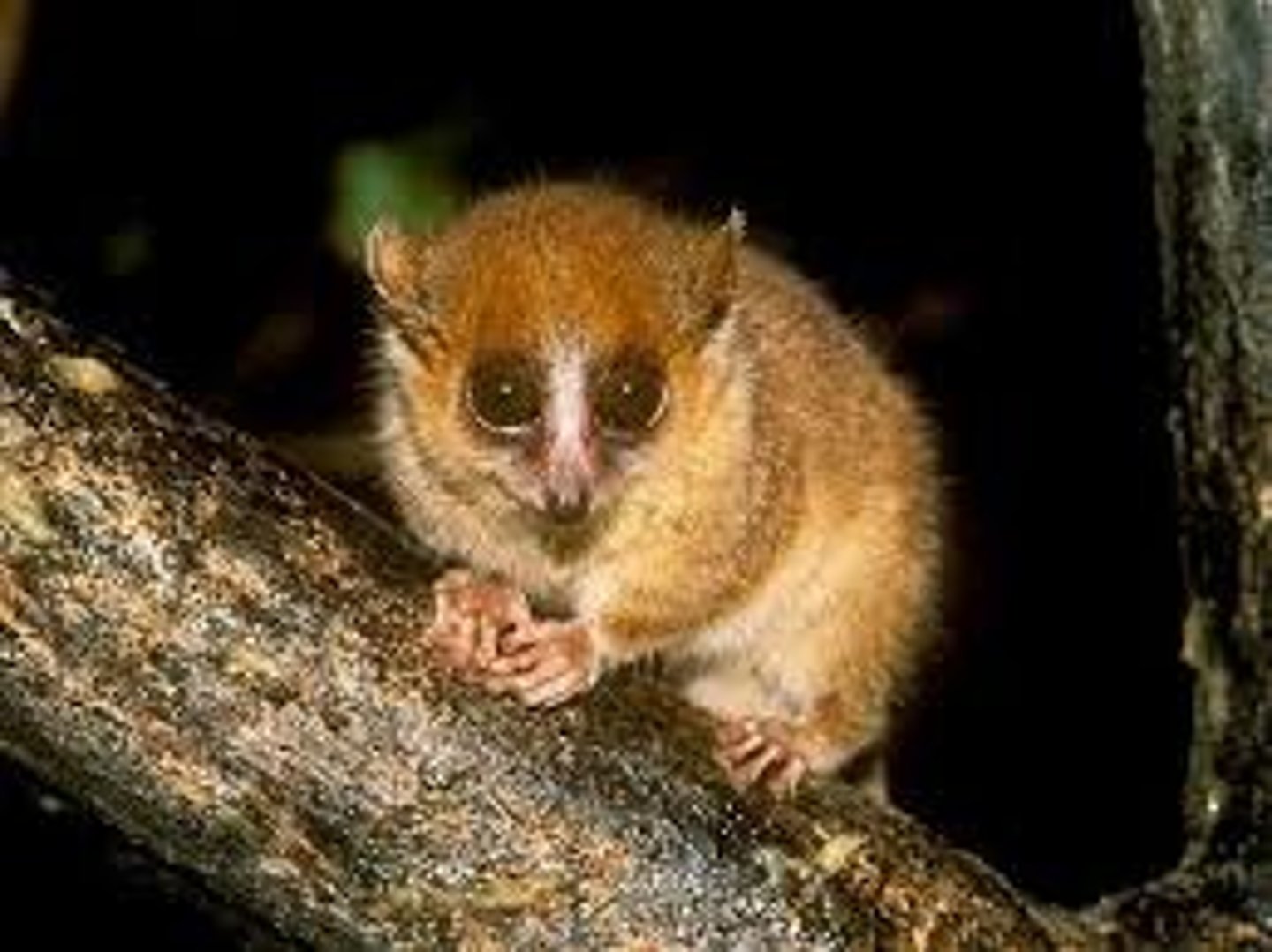 <p>CITES Appendix I</p><p>(suborder prosimians)- Dwarf/Pygmy/Mouse lemur</p>
