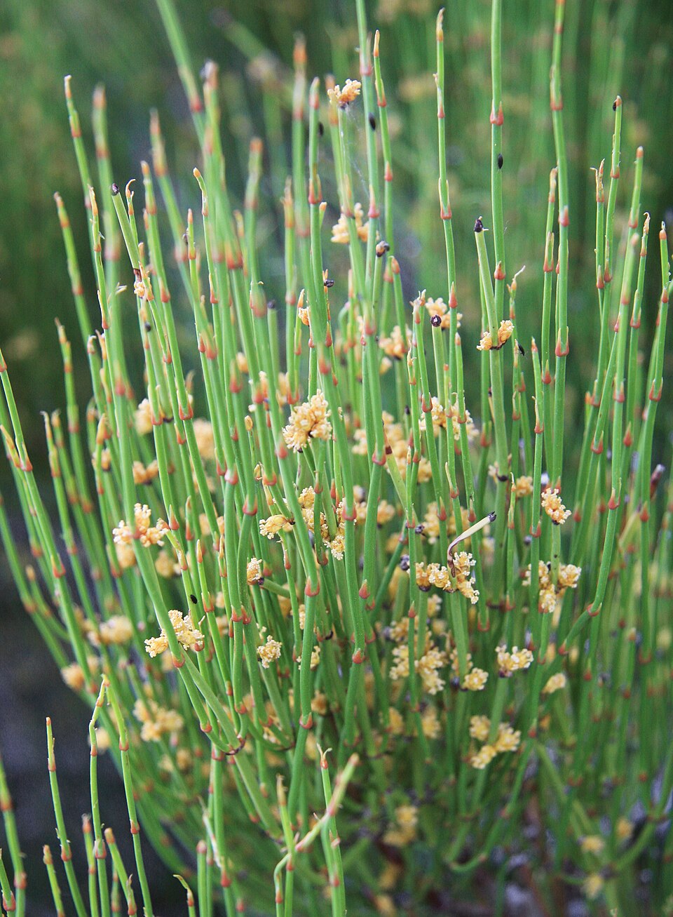 <p>Example of Gnetophyta?</p>
