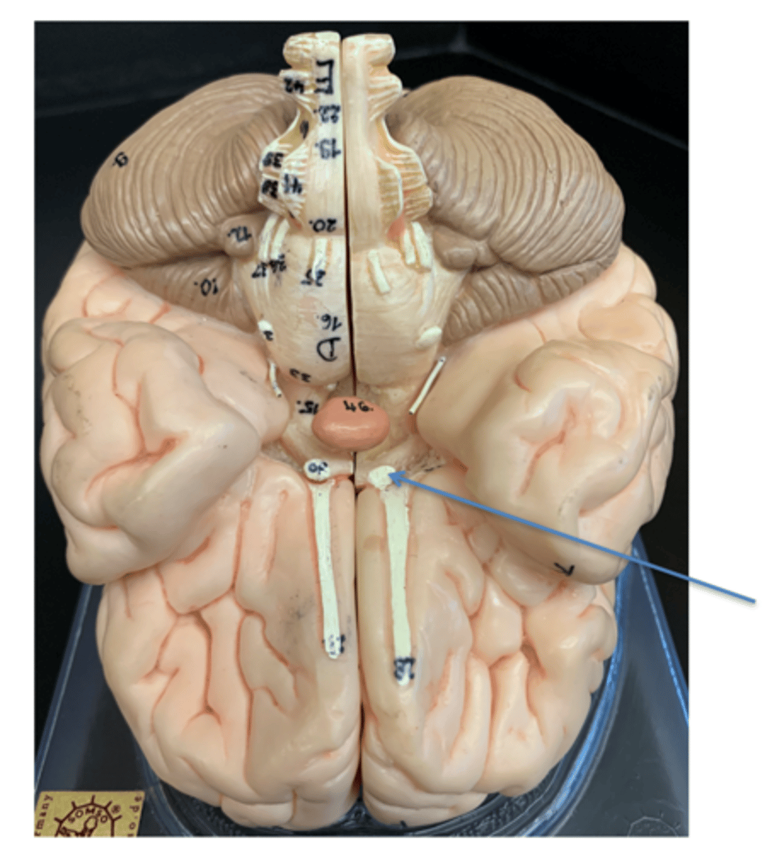<p>Give the Cranial Nerve number, name &amp; function</p>