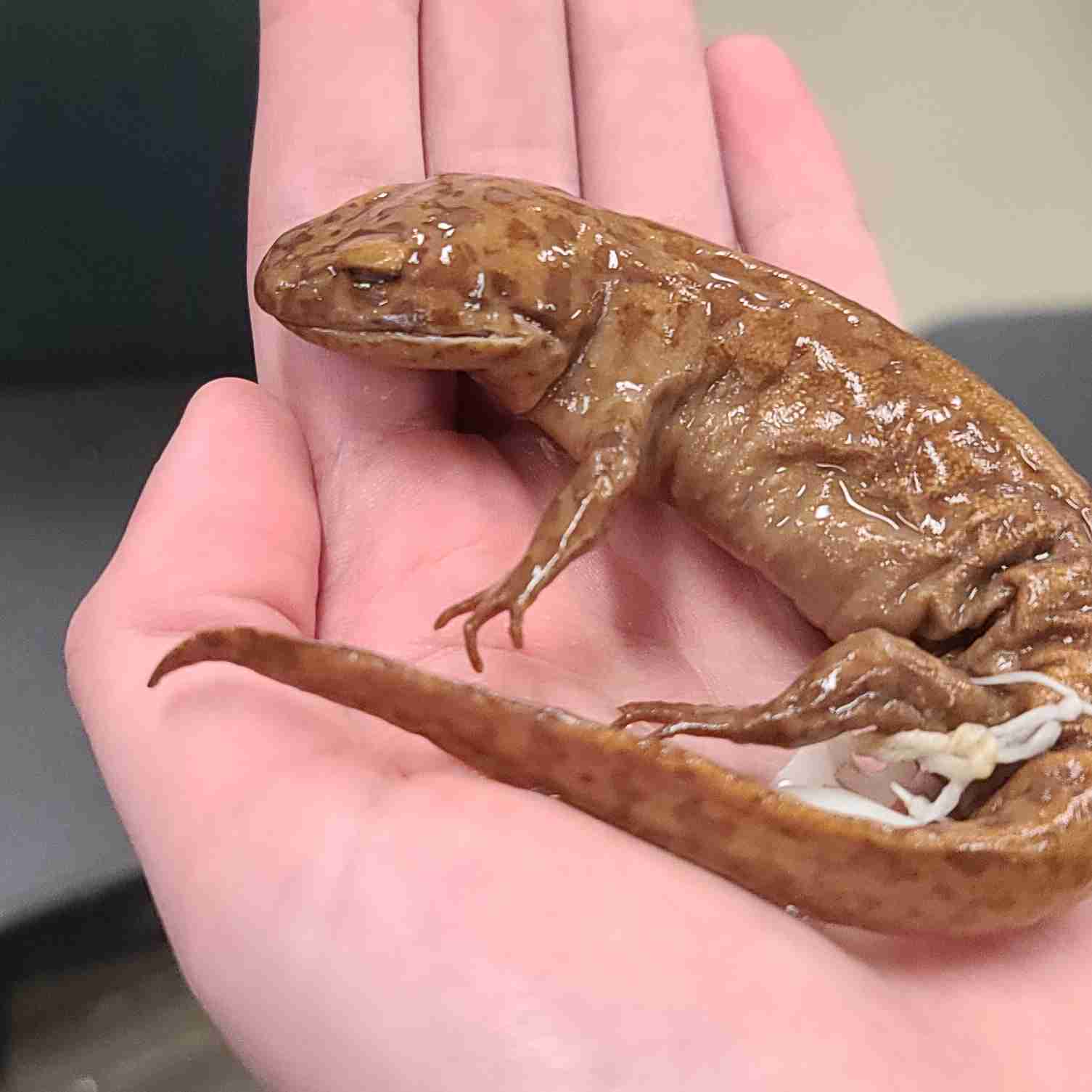 <p>Large! brown mottled with black</p>