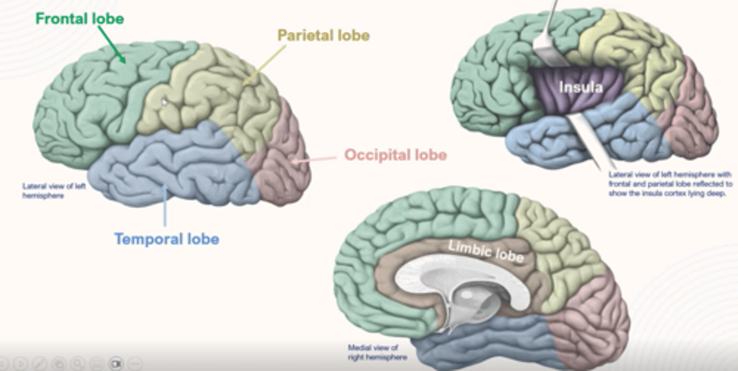 <p>Frontal (motor cortex): motor control and language</p><p>Parietal (somatosensory cortex): processes sensory information like touch, temp &amp; spacial awareness</p><p>Temporal (auditory cortex): auditory processing, memory &amp; language comprehension</p><p>Occipital (primary visual cortex): visual processing e.g. recognising objects, faces and colours &amp; processing information related to depth perception and motion</p><p>Insular: processing sensory information, regulating emotions &amp; coordinating bodily functions - inside</p><p>Limbic: processing emotions, behaviours, motivations &amp; memory</p>
