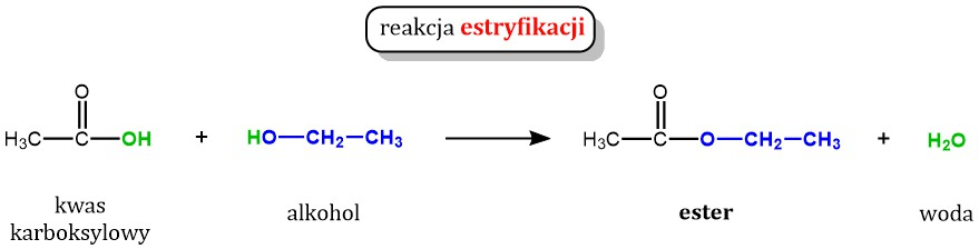 <p>powstają w wyniku reakcji estryfikacji, czyli alkoholu (glicerol) i kwasu tłuszczowego w wyniku czego otrzymujemy tłuszcz i wodę</p>