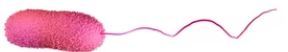 <p>One flagellum (mono=1)</p>