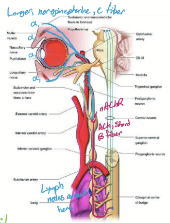 <ol><li><p>Central neuron from hypothalamus</p><ol><li><p>Cell body in posterior hypothalamus</p></li><li><p>Descends ipsilateral through brainstem</p></li><li><p>Terminates at T1-T3 intermediolateral horn of Spinal cord </p></li><li><p>Synapses on pregang neuron</p></li></ol></li><li><p>Preganglionic neuron </p><ol><li><p>Exits through ventral root and enters sympathetic chain ganglia around apex of lung, common carotid, and breast lymph nodes </p></li></ol></li><li><p>Postganglionic neuron </p><ol><li><p>Cell body in superior cervical ganglion near bifurcation of common carotid</p></li><li><p>Axons travels on internal carotid artery near middle ear</p></li><li><p>Synapses and controls adrenergic receptors </p></li></ol></li></ol><p></p>
