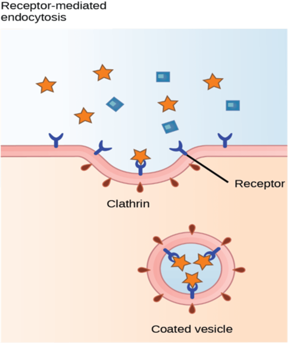 <p>- Type of endocytosis</p><p>- Receptor proteins in the cell membrane bind to specific molecules and engulf them into a vesicle coated with the protein</p>