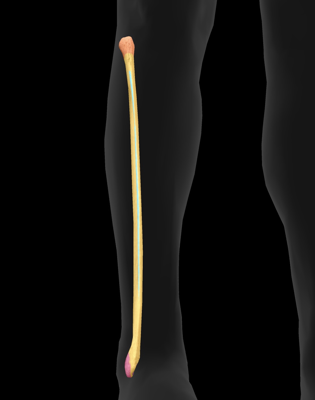 <p>A fibrous sheet that connects the shafts of the tibia and fibula, providing stability and transmitting forces between the two bones. </p>