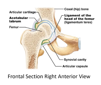 <p>The ligament that connects the head of the femur to the acetabulum of the pelvis.</p>