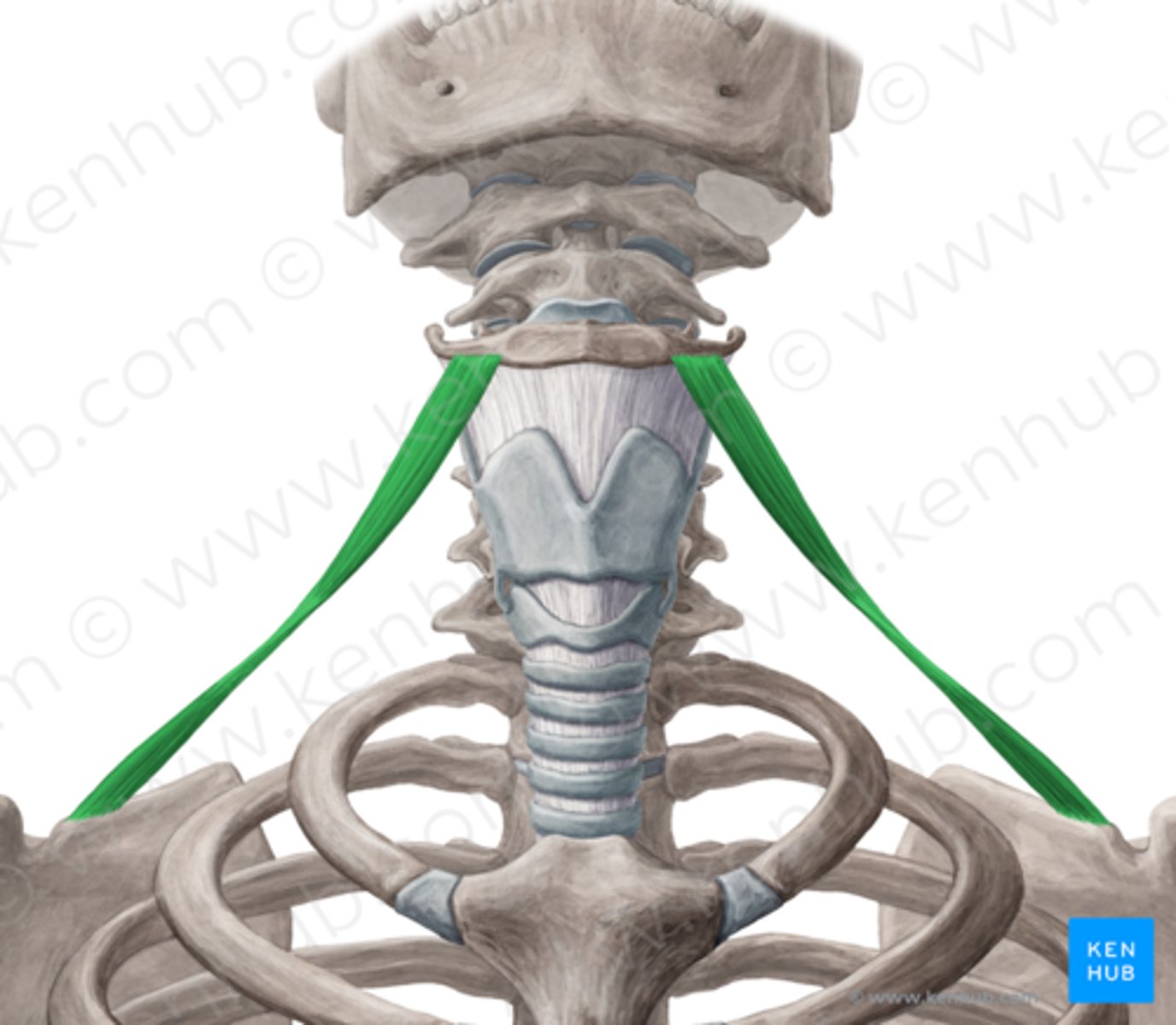 <p>Welke spier is dit?</p>
