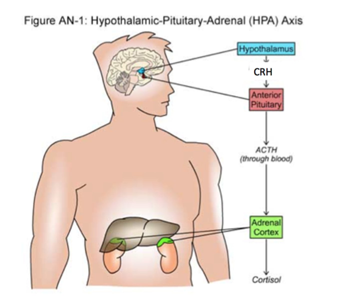 <p>Normally, the hypothalamus, which is located at the base of the brain, secretes corticotropin-releasing hormone, known as CRH, which stimulates the pituitary gland to secrete adrenocorticotropic hormone, known as ACTH. ACTH, then, travels to the pair of adrenal glands, on top of each kidney, where it specifically targets cells in the adrenal cortex.</p>
