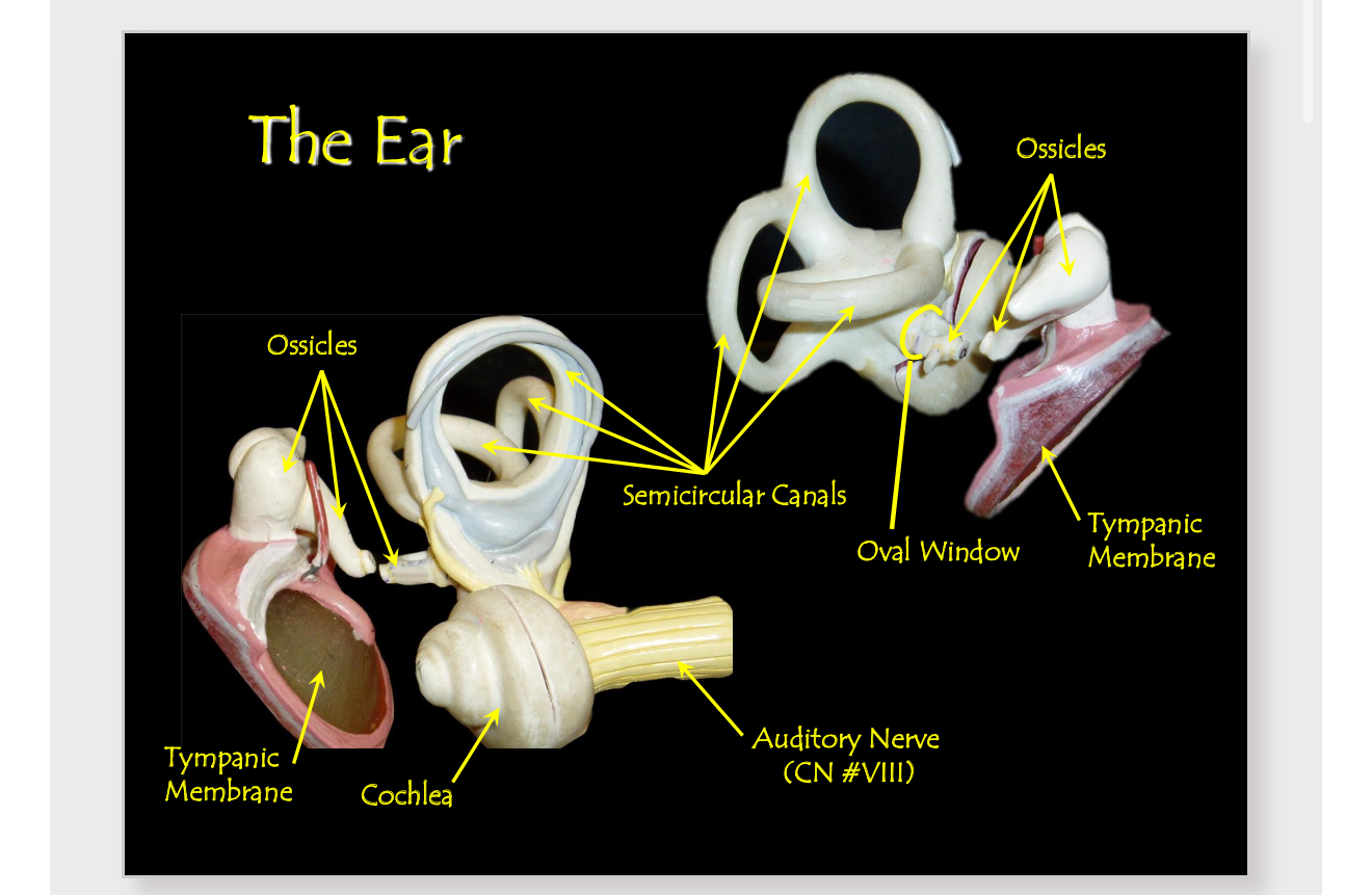 <p>Ear pt 2</p>