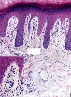 <p>Which sensory structure and what is its function?</p>