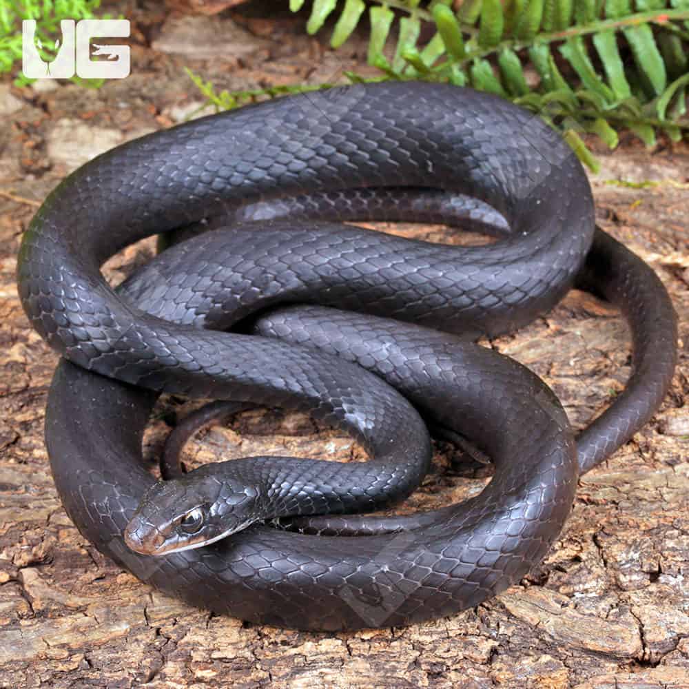 <p>Black Racer</p>