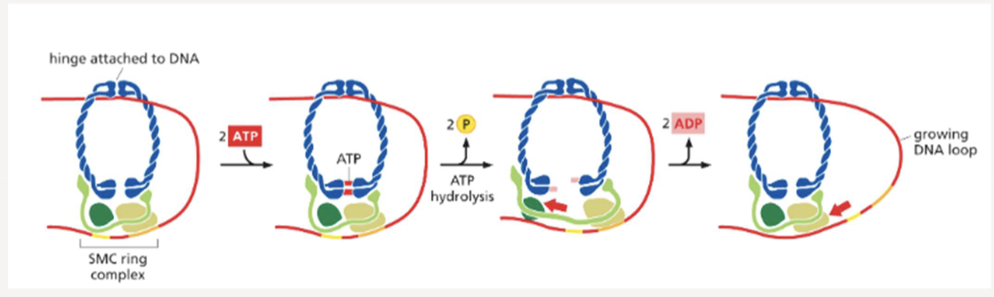 <p>form a ring with additional proteins that chromatin fibers can pass through; use ATP hydrolysis to form the chromosome loops</p>