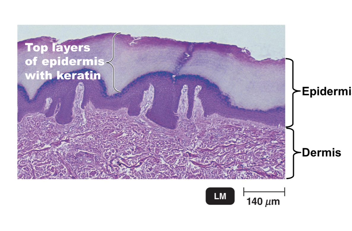 <p><strong>Skin and mucous membrane are the first line of defense </strong>against pathogens that try to enter your body</p><ul><li><p>Physical and chemical</p></li><li><p>Skin provides basic physical barriers</p></li><li><p>Epidermis (Physical) - not alive</p></li><li><p>Dermis ( Most alive ) ( Chemical - Sebum &amp; Fatty Acid)</p></li></ul><p></p>