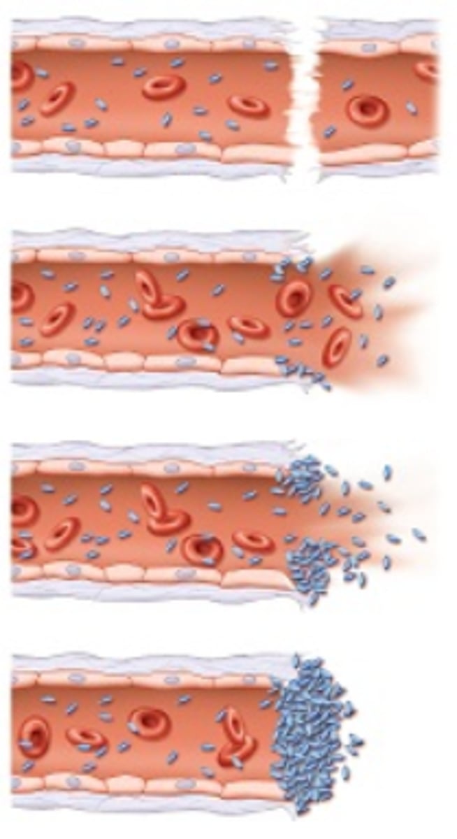 <p>1. vascular spasm</p><p>2. platelet plug formation</p><p>3. coagulation</p>