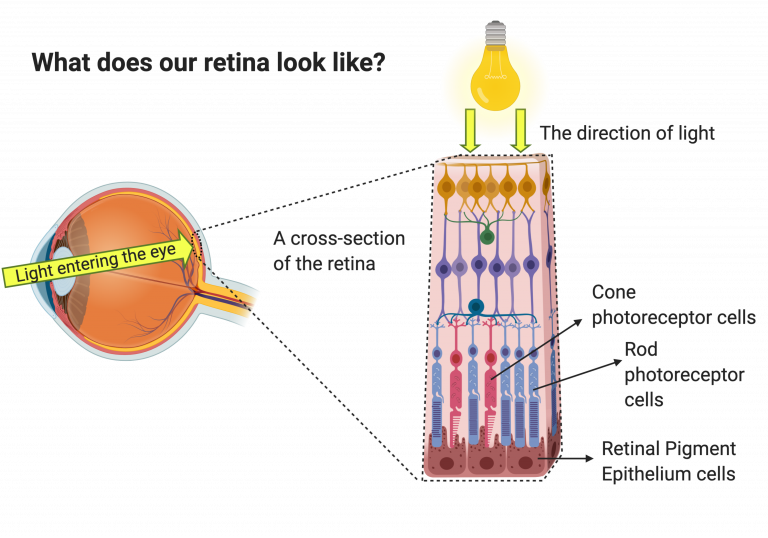 <p>Cell layer that reduces scattered light in the eye </p><p>Back most of the eye, absorbs so that light doesn’t create crazy images </p>