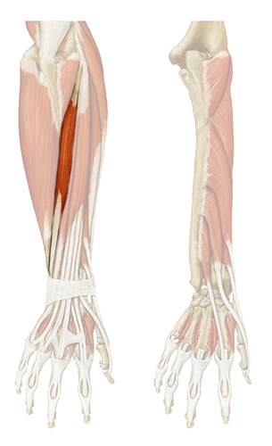 <p>Action: extends wrist Origin: Lateral epicondyle of humerus</p>