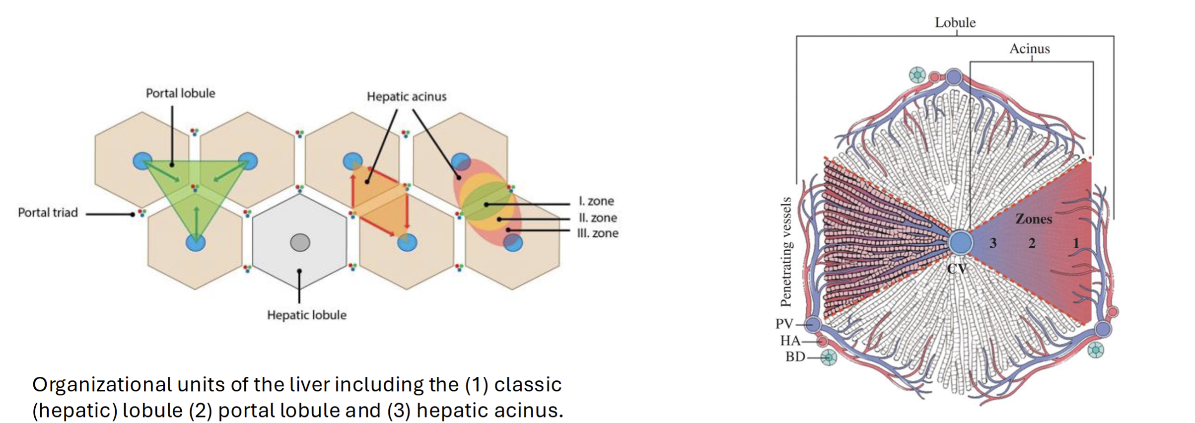 <p>Divided into hexagons with central vein and portal tracts (consist of hepatic artery, portal vein, and bile duct)</p><p>Hepatic acinus (blood perfusion) moves from outside to inside in 3 zones, with the first being most oxygenated blood with most nutrients</p><p><strong>Blood flows from portal tract to central vein, while bile flows from central vein to portal tract</strong></p>