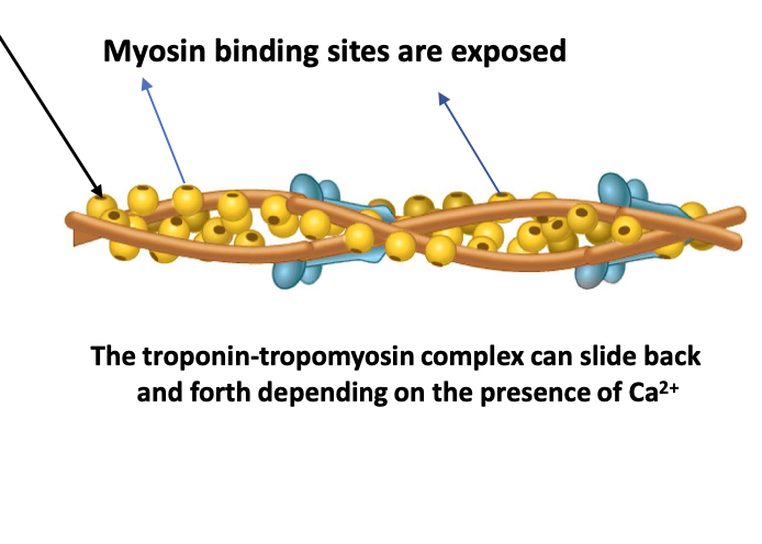 <p>What happens when Ca binds to tropomyosin</p>