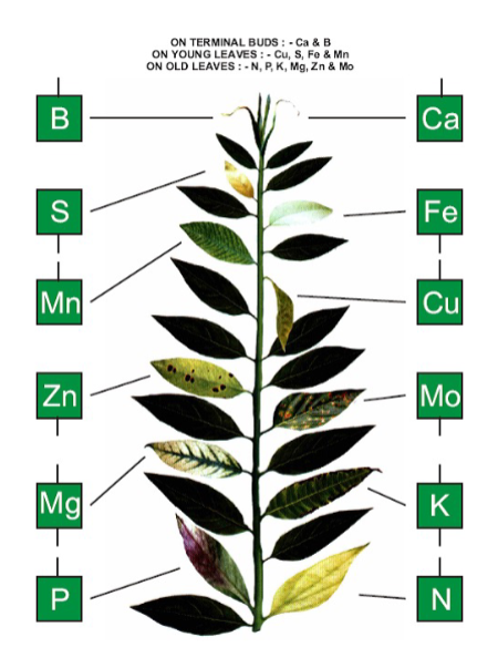 <p><span style="color: rgb(0, 0, 0);"><strong><span>Symptoms</span></strong></span><span style="color: rgb(0, 0, 0);"><br></span><span style="color: rgb(0, 0, 0);"><span>• Part of plant affected</span></span><span style="color: rgb(0, 0, 0);"><br></span><span style="color: rgb(0, 0, 0);"><span>• Chlorosis, Necrosis</span></span><span style="color: rgb(0, 0, 0);"><br></span><span style="color: rgb(0, 0, 0);"><span>• Pattern, I.e. interveinal Vs. whole leaf</span></span><span style="color: rgb(0, 0, 0);"><br></span><span style="color: rgb(0, 0, 0);"><strong><span>Other causes</span></strong></span><span style="color: rgb(0, 0, 0);"><br></span><span style="color: rgb(0, 0, 0);"><span>• evidence of pathogens, insects, water stress</span></span></p><p><span style="color: rgb(0, 0, 0);"><br></span></p>