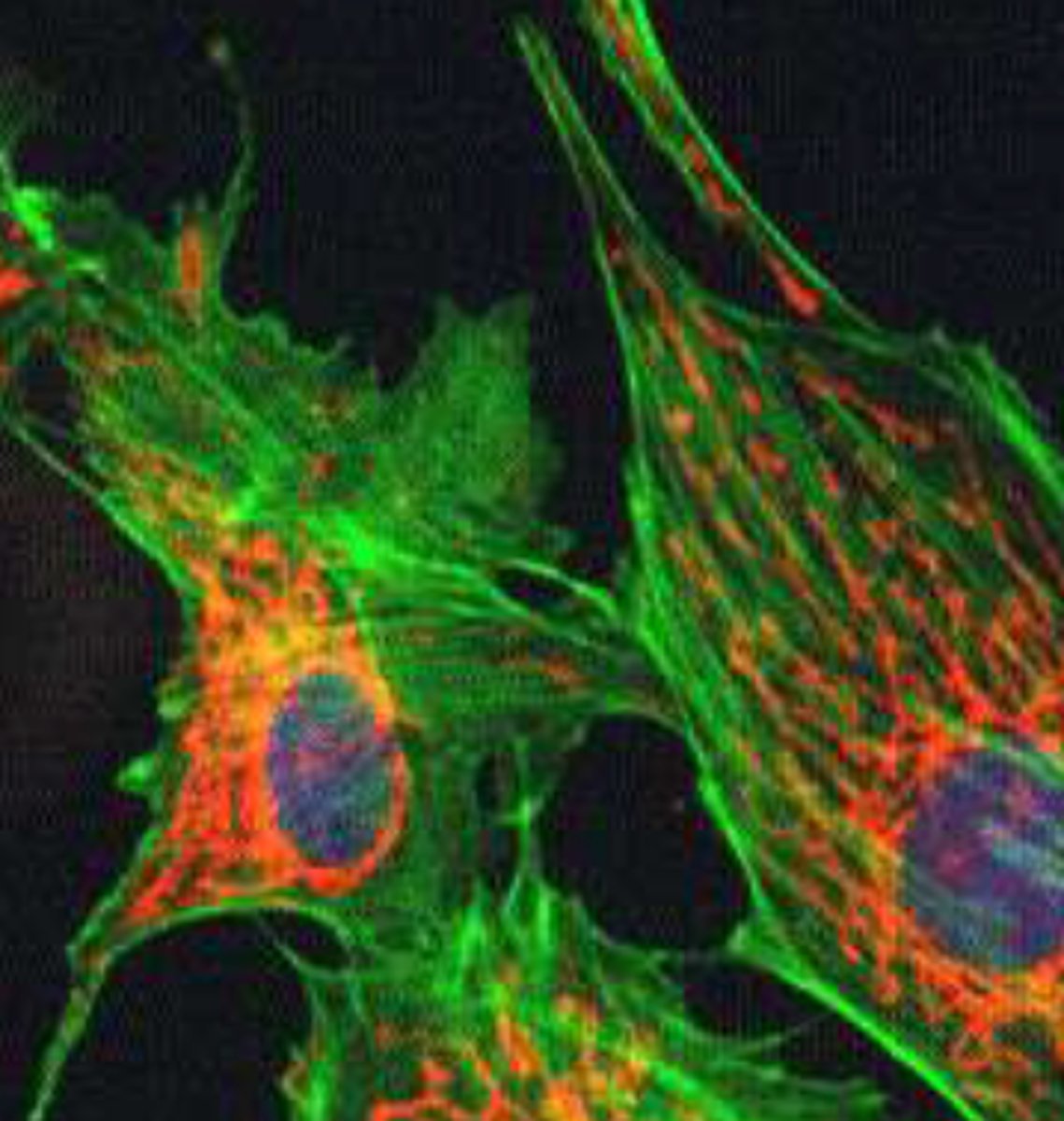 <p>Fluorescence microscopy</p>