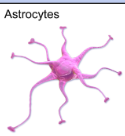 <p>What do astrocytes do and in what nervous system are they in?</p>