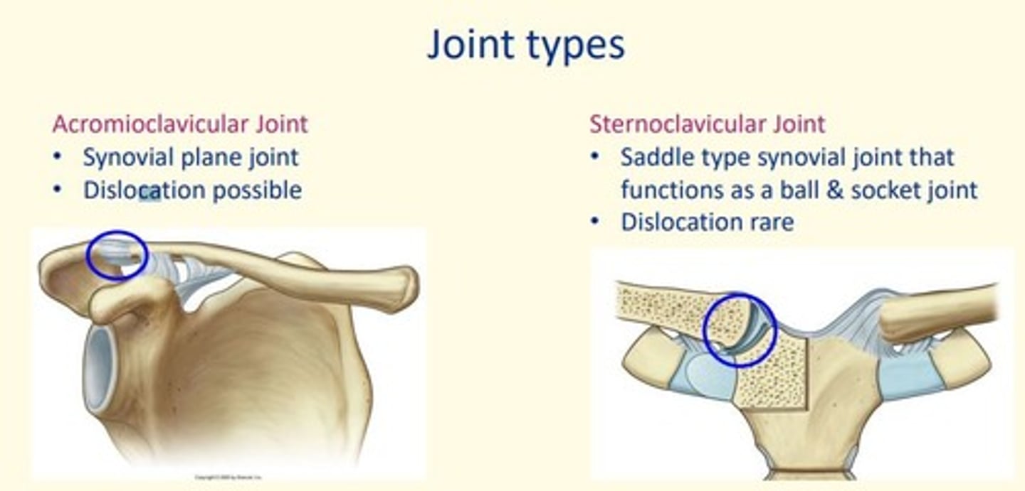 <p>Saddle type synovial joint that functions as a ball & socket</p><p>Dislocation is rare</p>